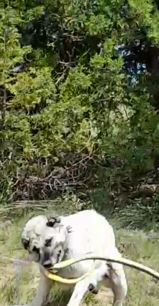 Kangal Köpeği Haskız, Gebe Haldeyken Sürüsünü Yılandan Korudu!