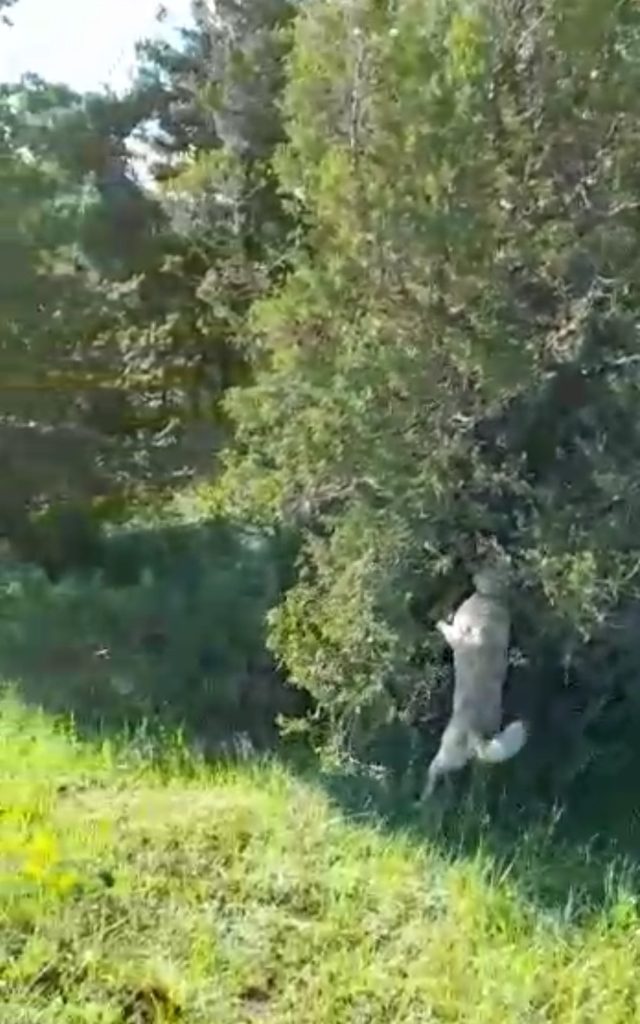 Kangal Köpeği Haskız, Gebe Haldeyken Sürüsünü Yılandan Korudu! AW501937 04 | Gündem Sivas™ Haber