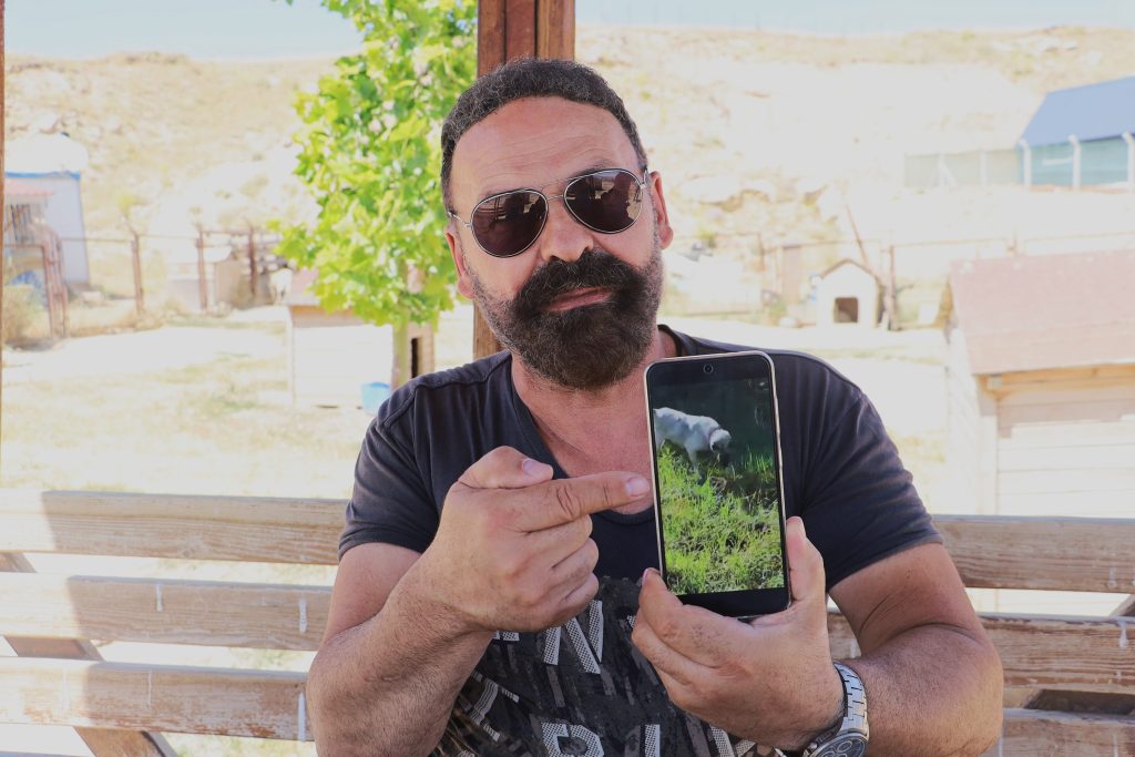 Kangal Köpeği Haskız, Gebe Haldeyken Sürüsünü Yılandan Korudu! AW501937 05 | Gündem Sivas™ Haber