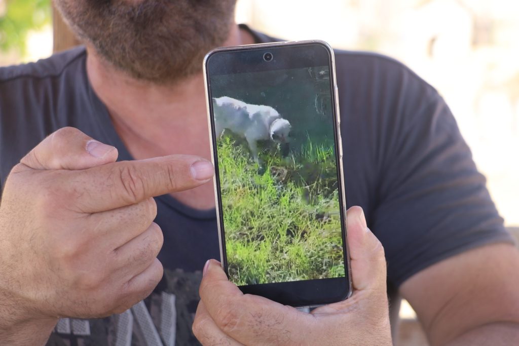 Kangal Köpeği Haskız, Gebe Haldeyken Sürüsünü Yılandan Korudu! AW501937 08 | Gündem Sivas™ Haber