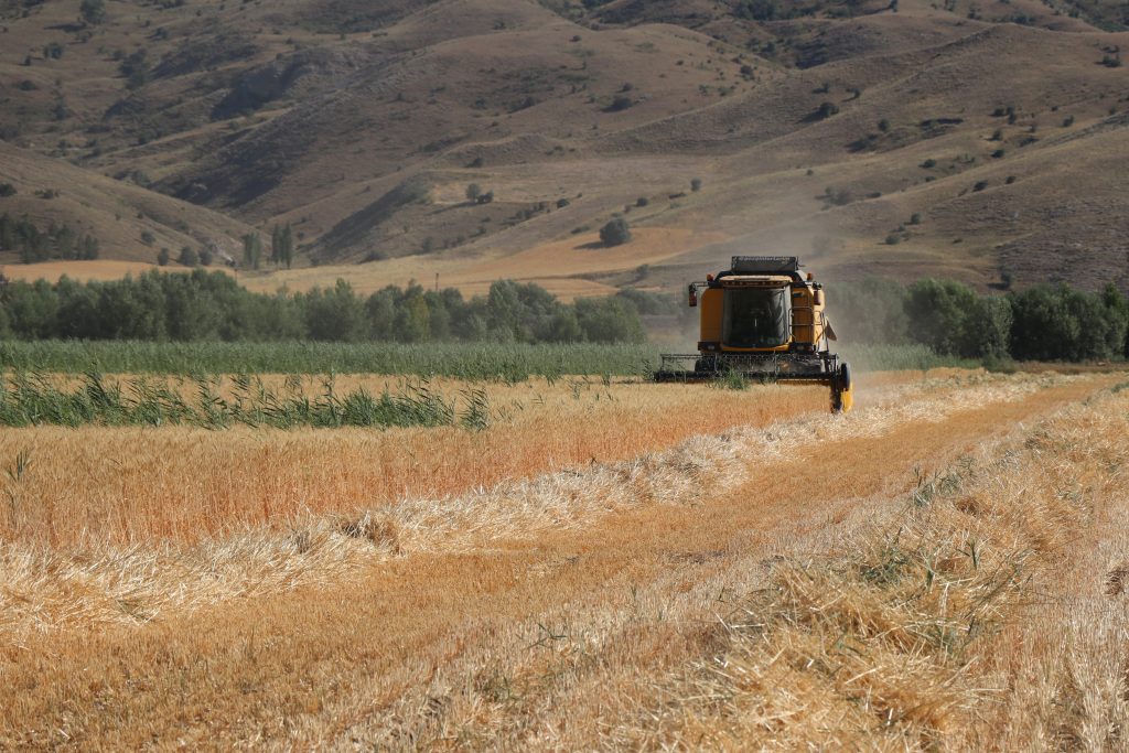 Sivas’ın Yerli ve Milli Buğday Çeşitleri Hasat Edildi! AW502728 01 | Gündem Sivas™ Haber