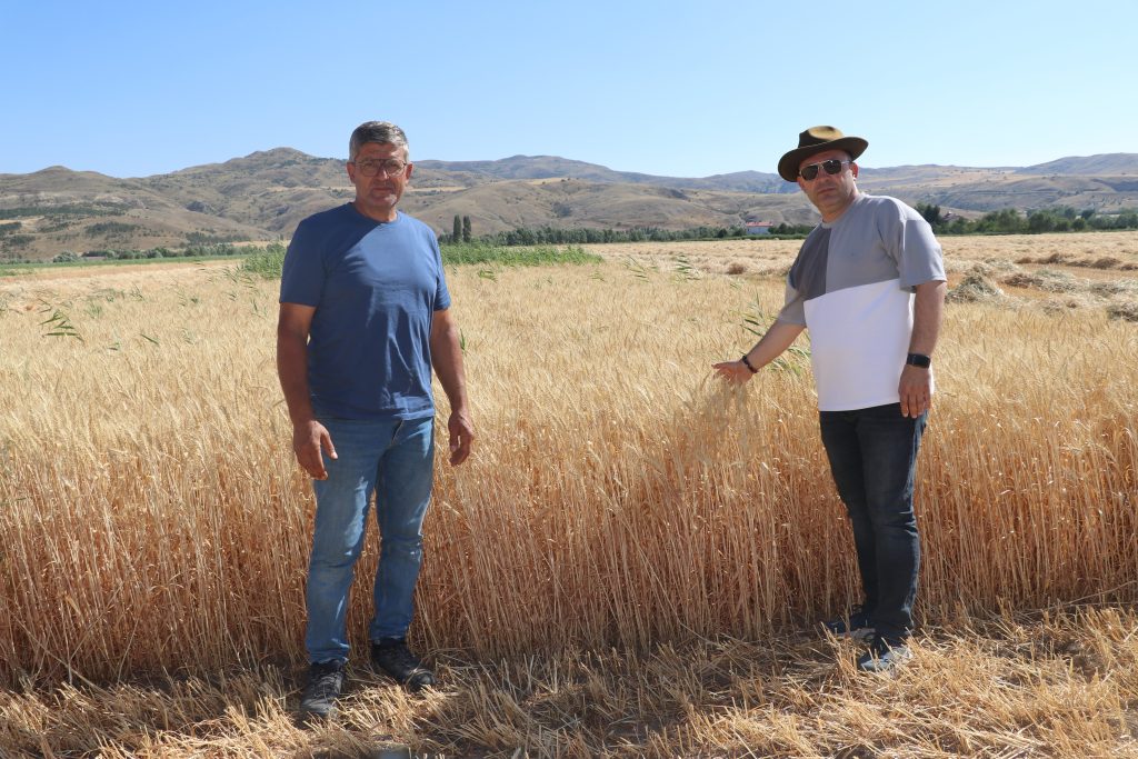 Sivas’ın Yerli ve Milli Buğday Çeşitleri Hasat Edildi! AW502728 02 | Gündem Sivas™ Haber