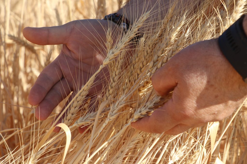 Sivas’ın Yerli ve Milli Buğday Çeşitleri Hasat Edildi! AW502728 03 | Gündem Sivas™ Haber