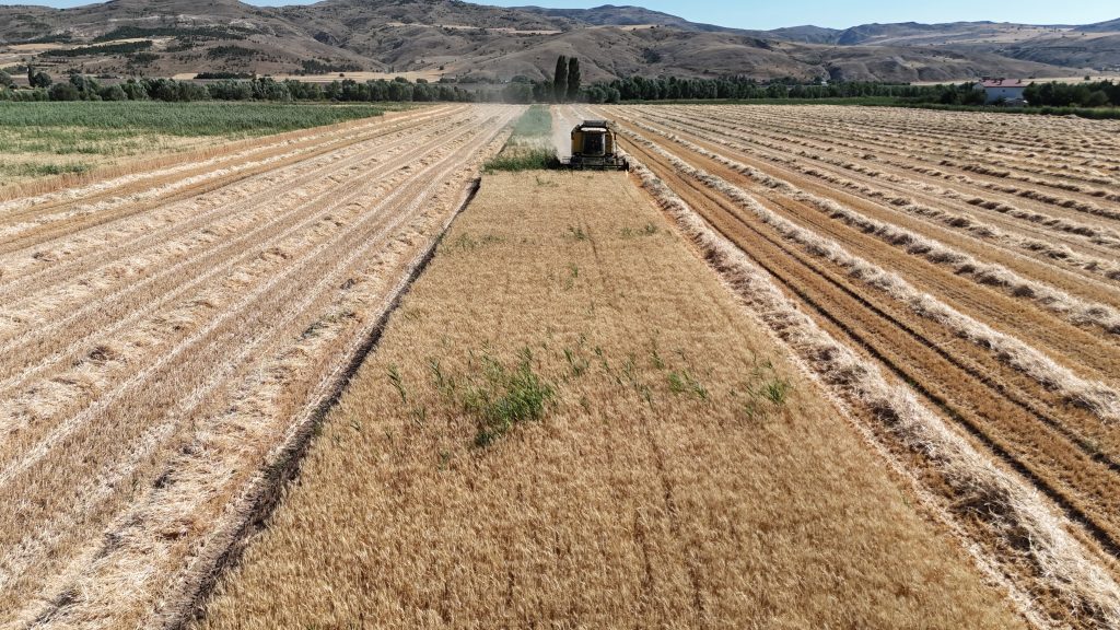 Sivas’ın Yerli ve Milli Buğday Çeşitleri Hasat Edildi! AW502728 04 | Gündem Sivas™ Haber