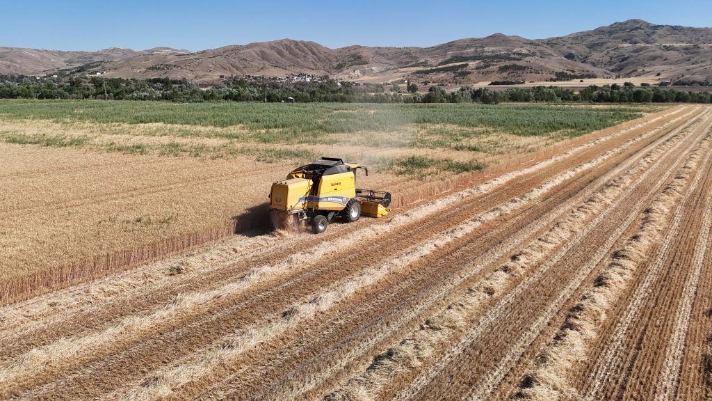 Sivas’ın Yerli ve Milli Buğday Çeşitleri Hasat Edildi! AW502728 07 | Gündem Sivas™ Haber