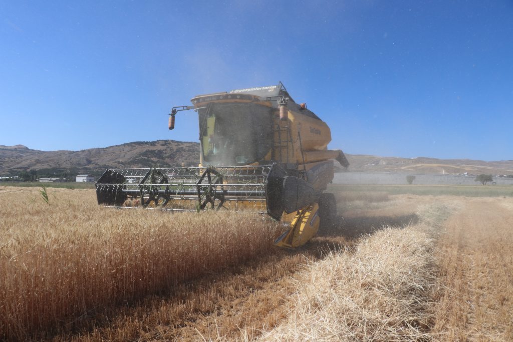 Sivas’ın Yerli ve Milli Buğday Çeşitleri Hasat Edildi! AW502728 08 | Gündem Sivas™ Haber