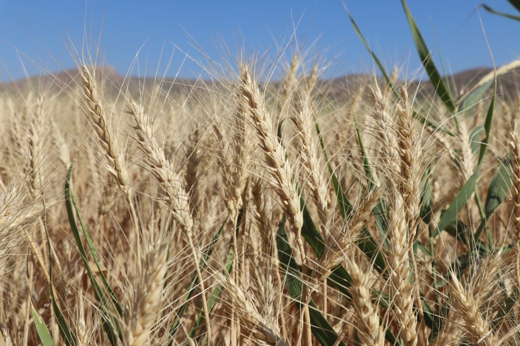 Sivas’ın Yerli ve Milli Buğday Çeşitleri Hasat Edildi! AW502728 09 | Gündem Sivas™ Haber