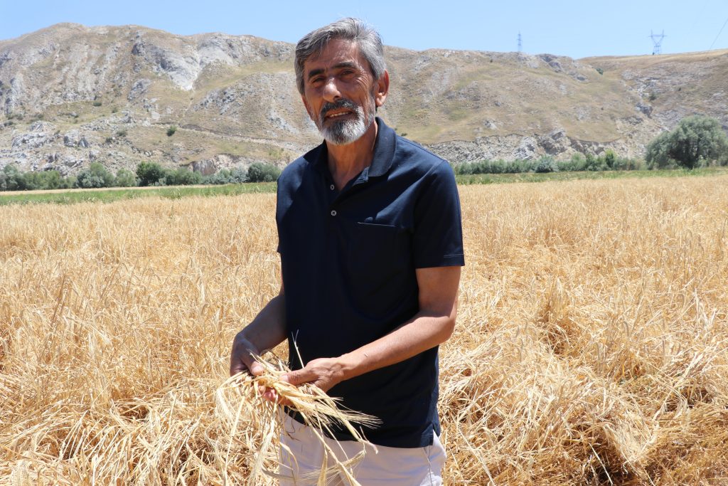 Sivas'ta Rekor Buğday ve Arpa Hasadı Başladı: Türkiye'nin Yüzünü Güldürecek Bereket AW503380 02 | Gündem Sivas™ Haber