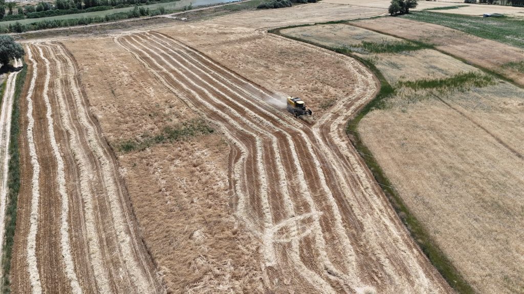 Sivas'ta Rekor Buğday ve Arpa Hasadı Başladı: Türkiye'nin Yüzünü Güldürecek Bereket AW503380 04 | Gündem Sivas™ Haber