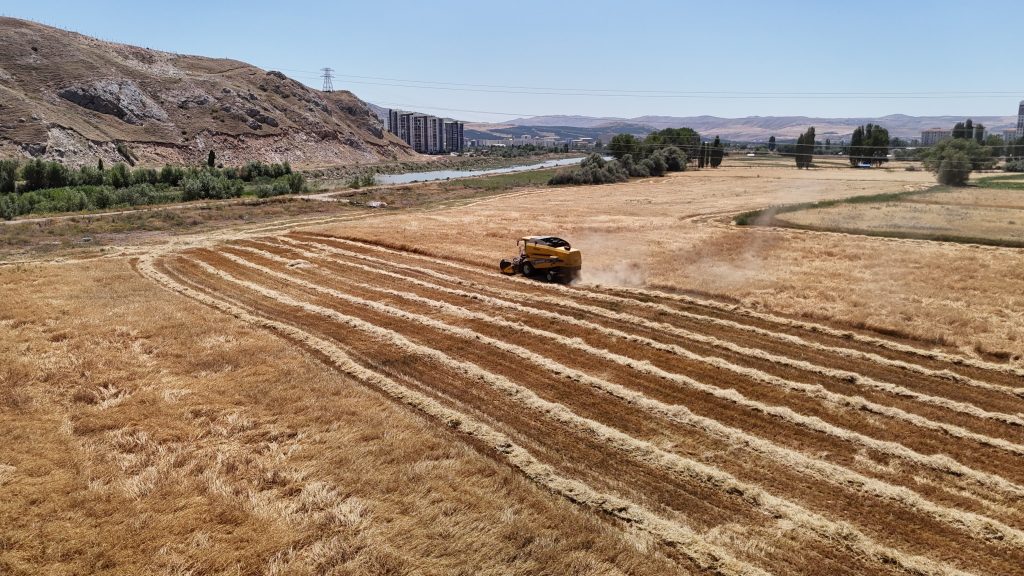 Sivas'ta Rekor Buğday ve Arpa Hasadı Başladı: Türkiye'nin Yüzünü Güldürecek Bereket AW503380 05 | Gündem Sivas™ Haber