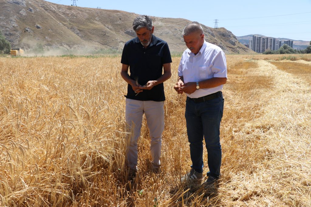 Sivas'ta Rekor Buğday ve Arpa Hasadı Başladı: Türkiye'nin Yüzünü Güldürecek Bereket AW503380 06 | Gündem Sivas™ Haber