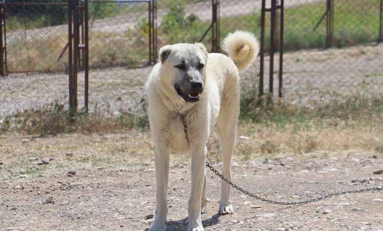 Anadolu’nun Gururu Kangal Köpekleri: Güçlü, Cesur ve Merhametli | Gündem Sivas™ | Sivas Haberleri AW504262 01 1 | Gündem Sivas™ | Sivas Haberleri