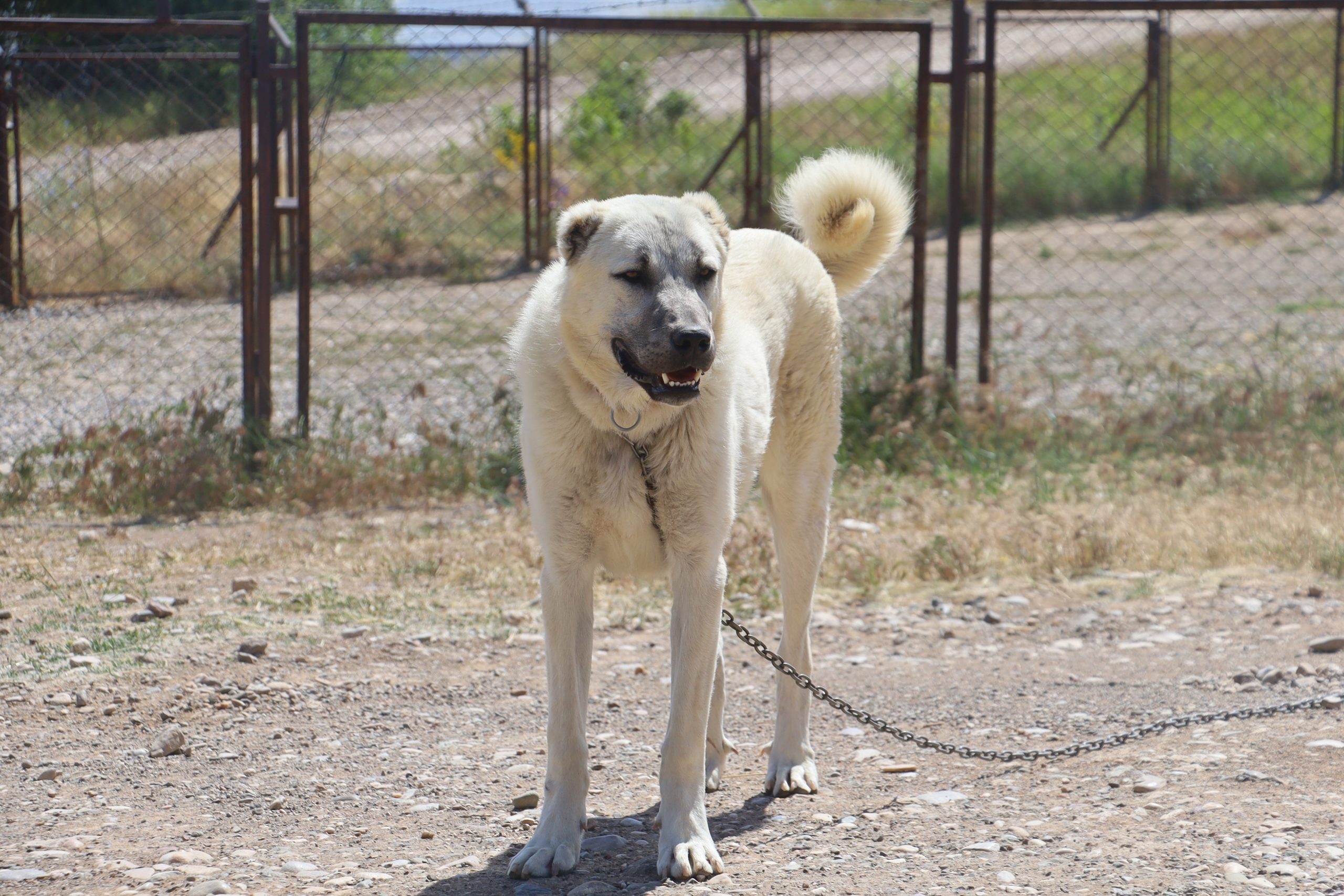 Anadolu’nun Gururu Kangal Köpekleri: Güçlü, Cesur ve Merhametli