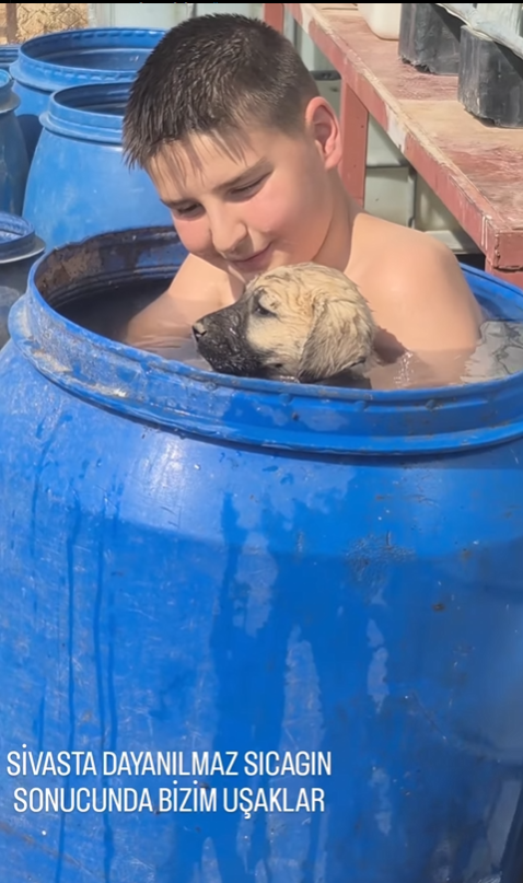Sivas’ta Minik Kahraman Ali, Kangal Köpeklerini Serinletmek İçin Yaratıcı Yöntem Buldu!