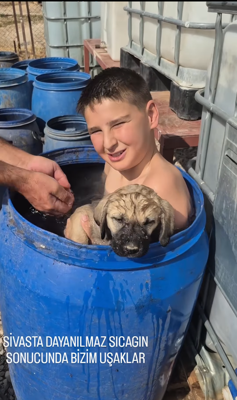 Kangal Kopegi 6 | Gündem Sivas™ | Sivas Haberleri