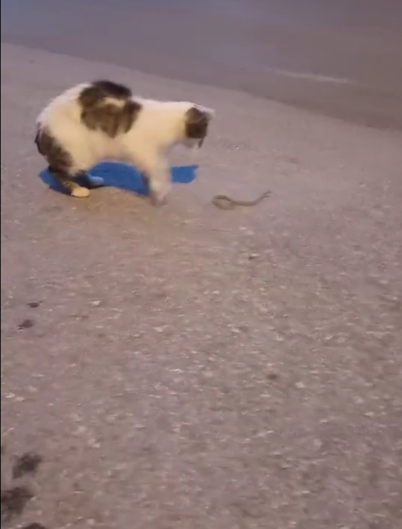 Sivas’ta Kedi ile Yılanın Şaşırtan Dansı! Sivasta Kedi ile Yilanin Sasirtan Dansi 1 | Gündem Sivas™ Haber
