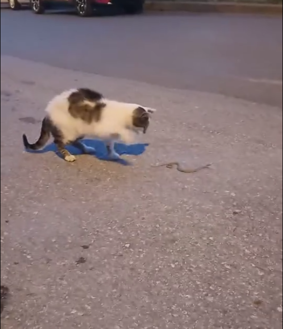 Sivas’ta Kedi ile Yılanın Şaşırtan Dansı! Sivasta Kedi ile Yilanin Sasirtan Dansi 2 | Gündem Sivas™ Haber