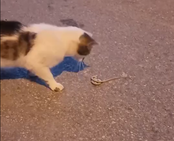 Sivas’ta Kedi ile Yılanın Şaşırtan Dansı! Sivasta Kedi ile Yilanin Sasirtan Dansi 3 | Gündem Sivas™ Haber