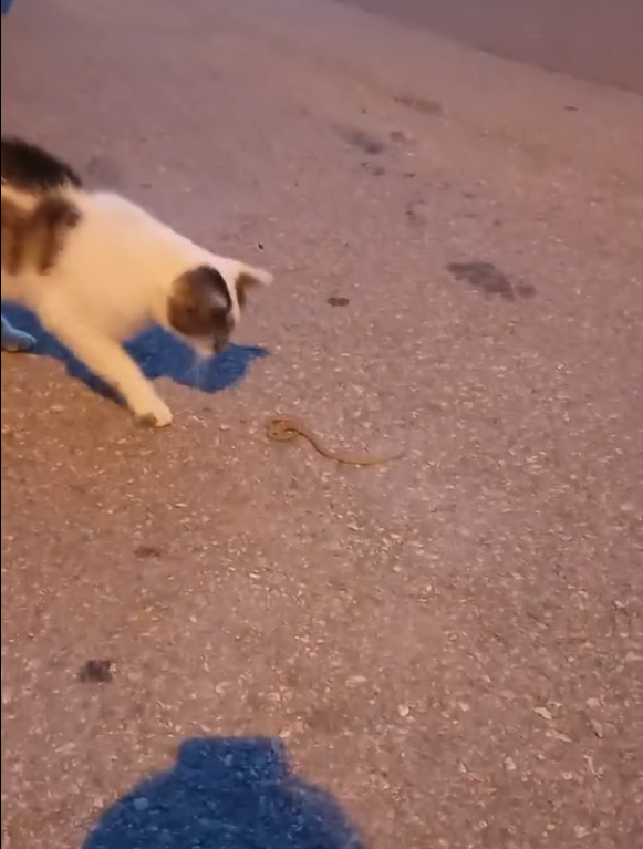Sivas’ta Kedi ile Yılanın Şaşırtan Dansı! Sivasta Kedi ile Yilanin Sasirtan Dansi 4 | Gündem Sivas™ Haber