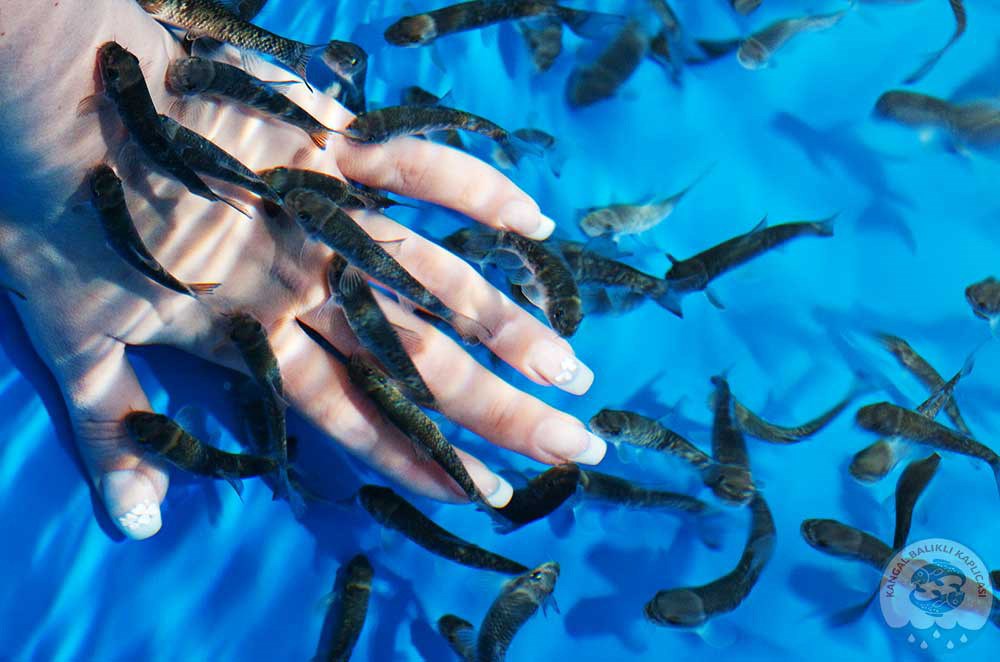 Kangal Balıklı Kaplıca Tabiat Parkı İlan Edildi: İşletmeci Ünsallar A.Ş.’den Sert Tepki balikli kaplica 874 | Gündem Sivas™ Haber