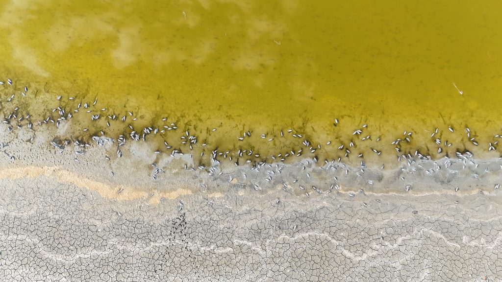 Ulaş Gölü'nde Balık Ölümleri: Göçmen Kuşların Durağı Alarm Veriyor! AW508608 01 | Gündem Sivas™ Haber