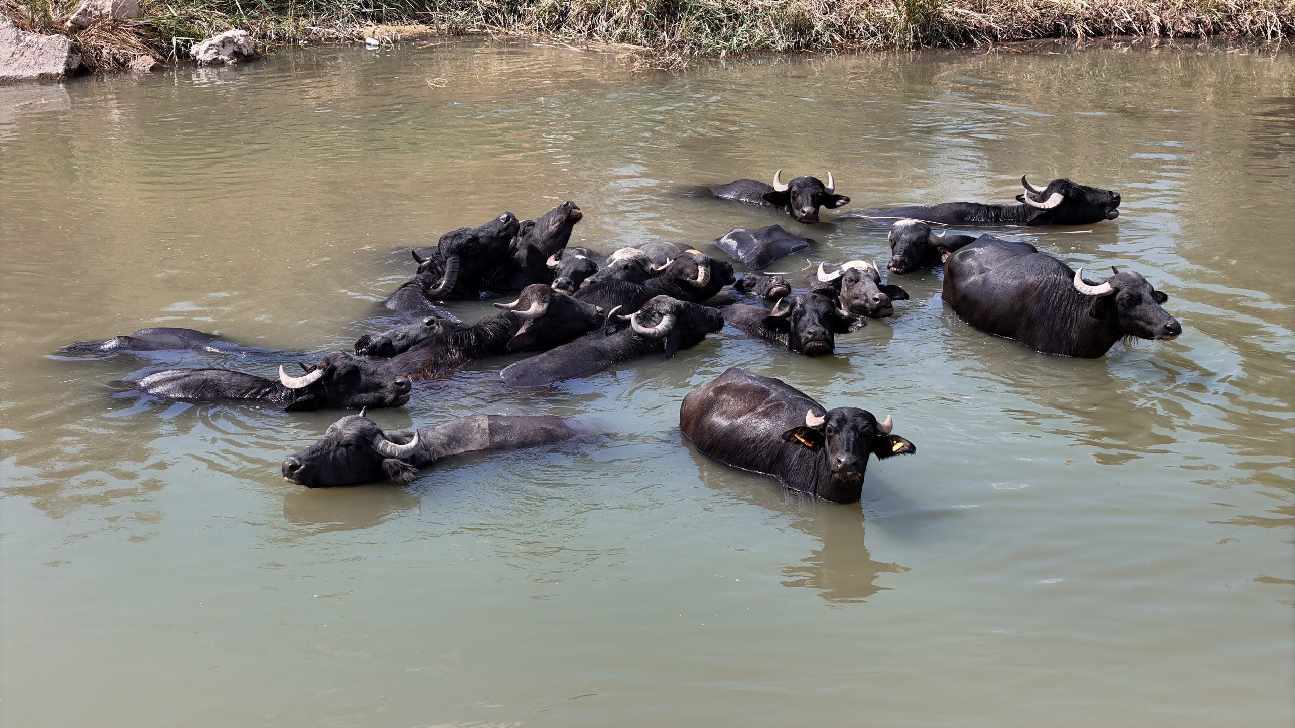Sivas’ta 40 Dereceyi Gören Termometreler, Mandaları Kızılırmak’a Koşturdu!
