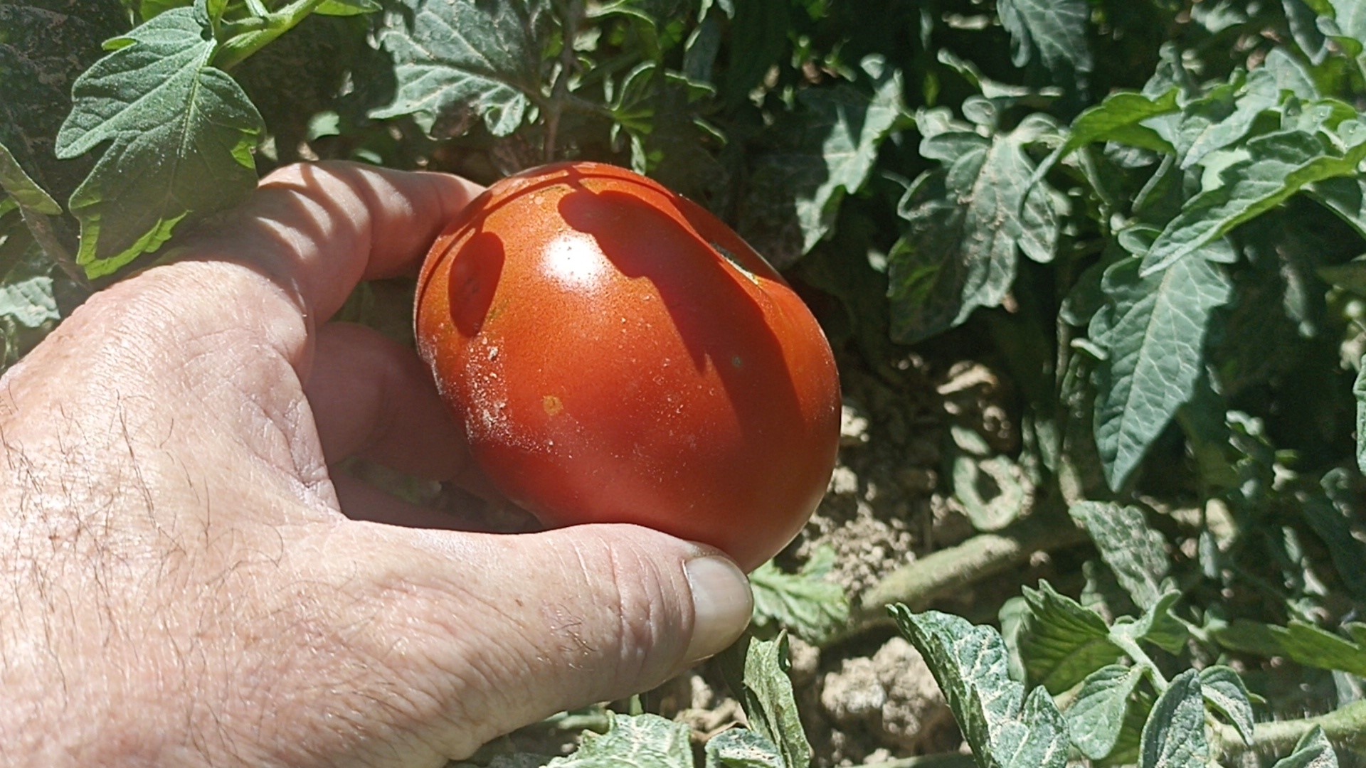 Kayısıyı Don Aldı, Ata Tohumu Domates Kurtardı
