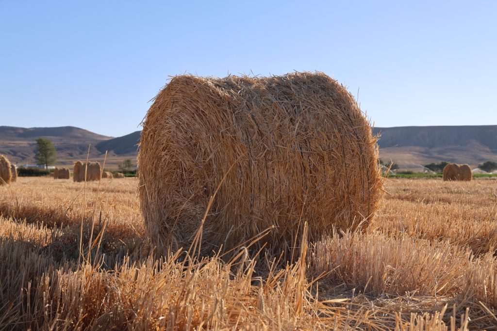 7 Bin Dekardan 1200 Ton Yem: Stratejik Rulo Balya Mesaisi Tamamlanmak Üzere AW520536 04 | Gündem Sivas™ Haber