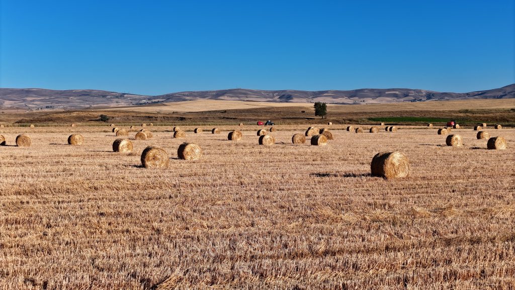 7 Bin Dekardan 1200 Ton Yem: Stratejik Rulo Balya Mesaisi Tamamlanmak Üzere AW520536 05 | Gündem Sivas™ Haber