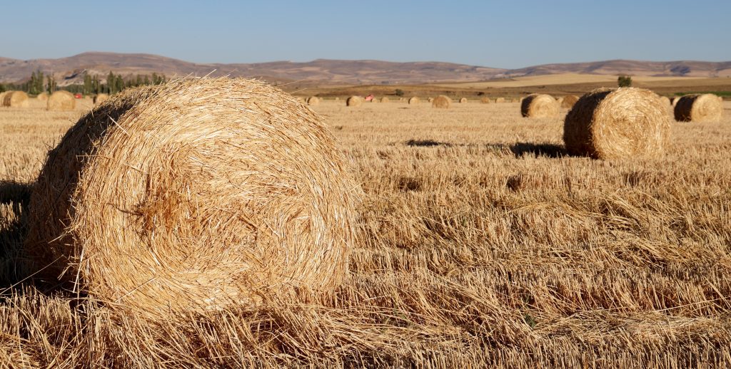 7 Bin Dekardan 1200 Ton Yem: Stratejik Rulo Balya Mesaisi Tamamlanmak Üzere AW520536 10 | Gündem Sivas™ Haber