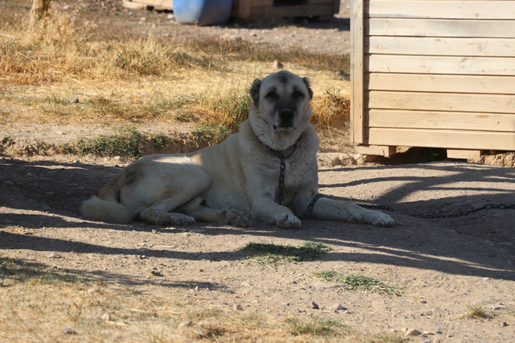 AW524243 06 | Gündem Sivas™ Haber
