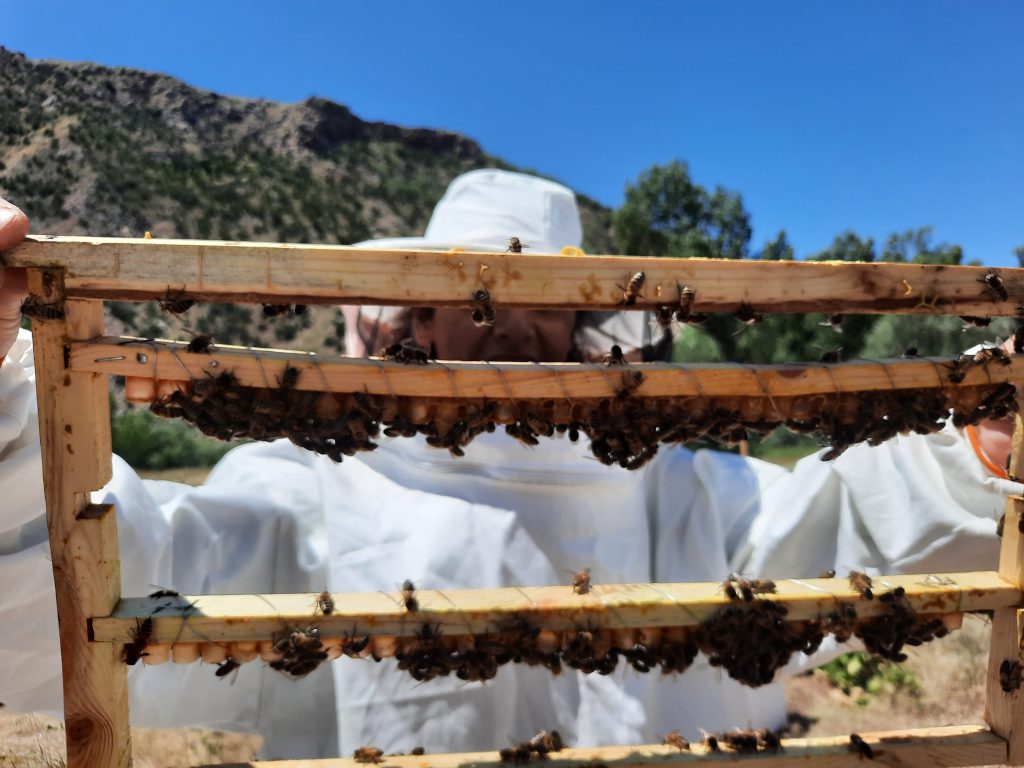 Sivas’ta Kadın Çiftçiler “Kırsal Kalkınmada Uzman Eller Projesi” ile Güçleniyor Sivas’ta Kadın Çiftçiler “Kırsal Kalkınmada Uzman Eller Projesi” ile Güçleniyor