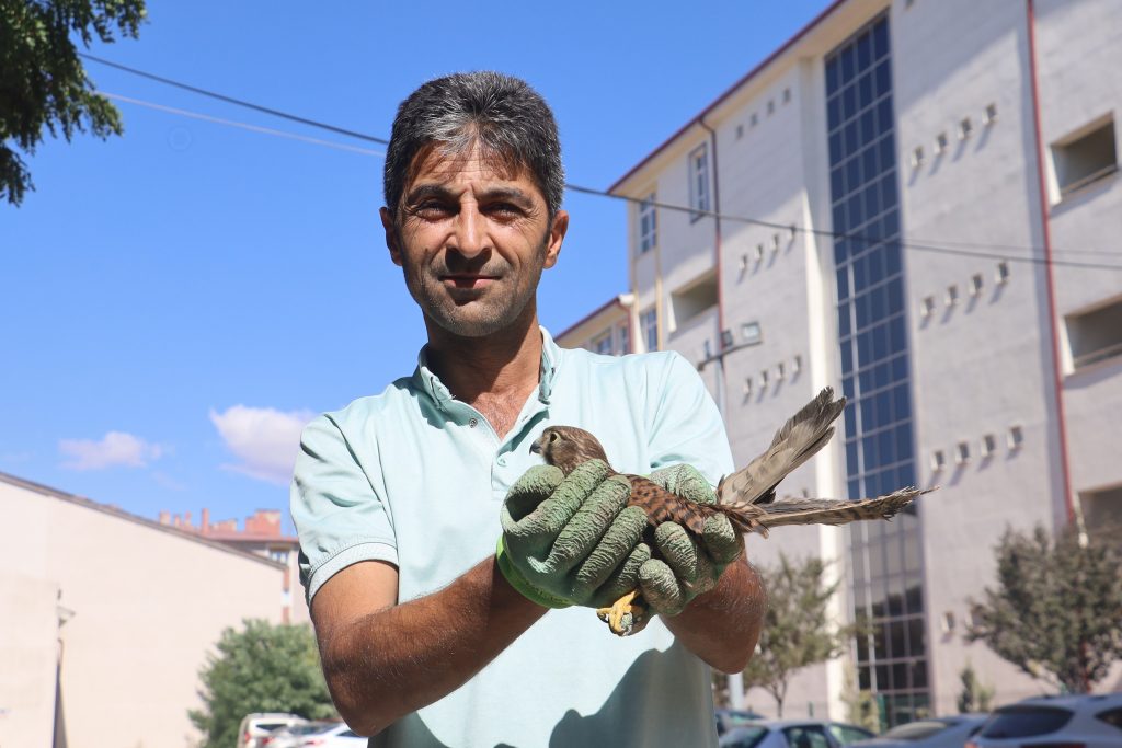 Sivas’ta Kongre Lisesi Bahçesinde Yavru Şahin Bulundu: Okul Görevlisinin Duyarlılığı Hayatını Kurtardı