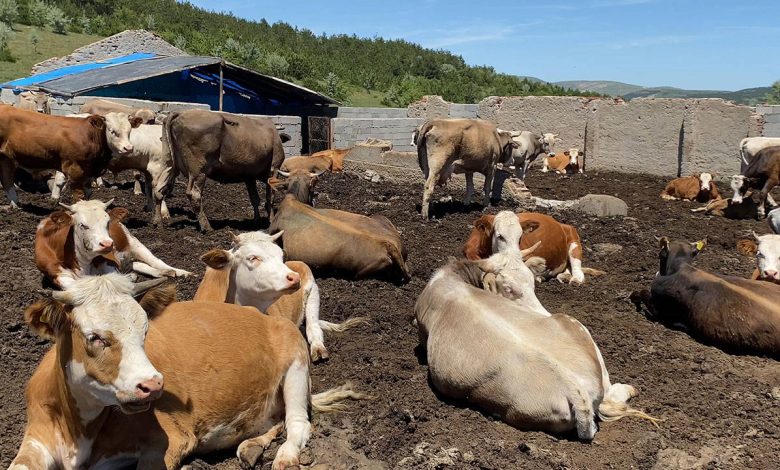 Şap Hastalığında Kritik Adım: 12 Milyon 450 Bin Doz Aşı Üretildi sap hastaligi besicileri vurdu ciftci borc yuku altinda 2 | Gündem Sivas™ Haber