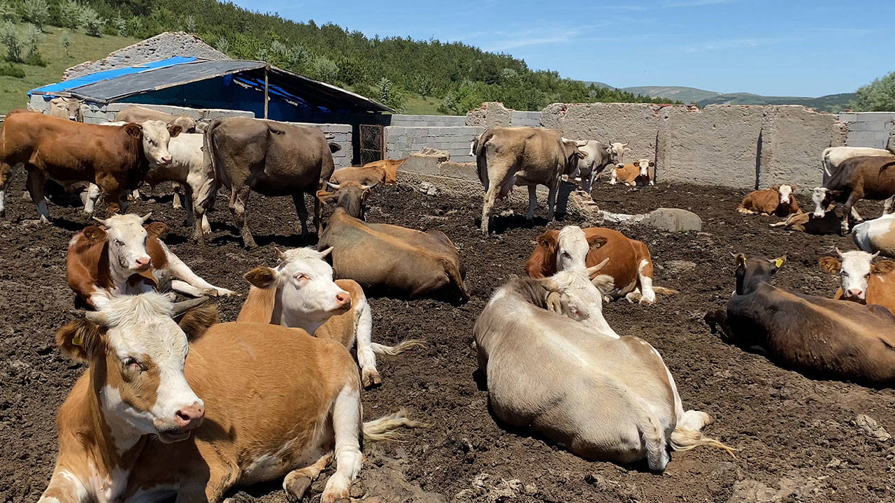 Şap Hastalığında Kritik Adım: 12 Milyon 450 Bin Doz Aşı Üretildi
