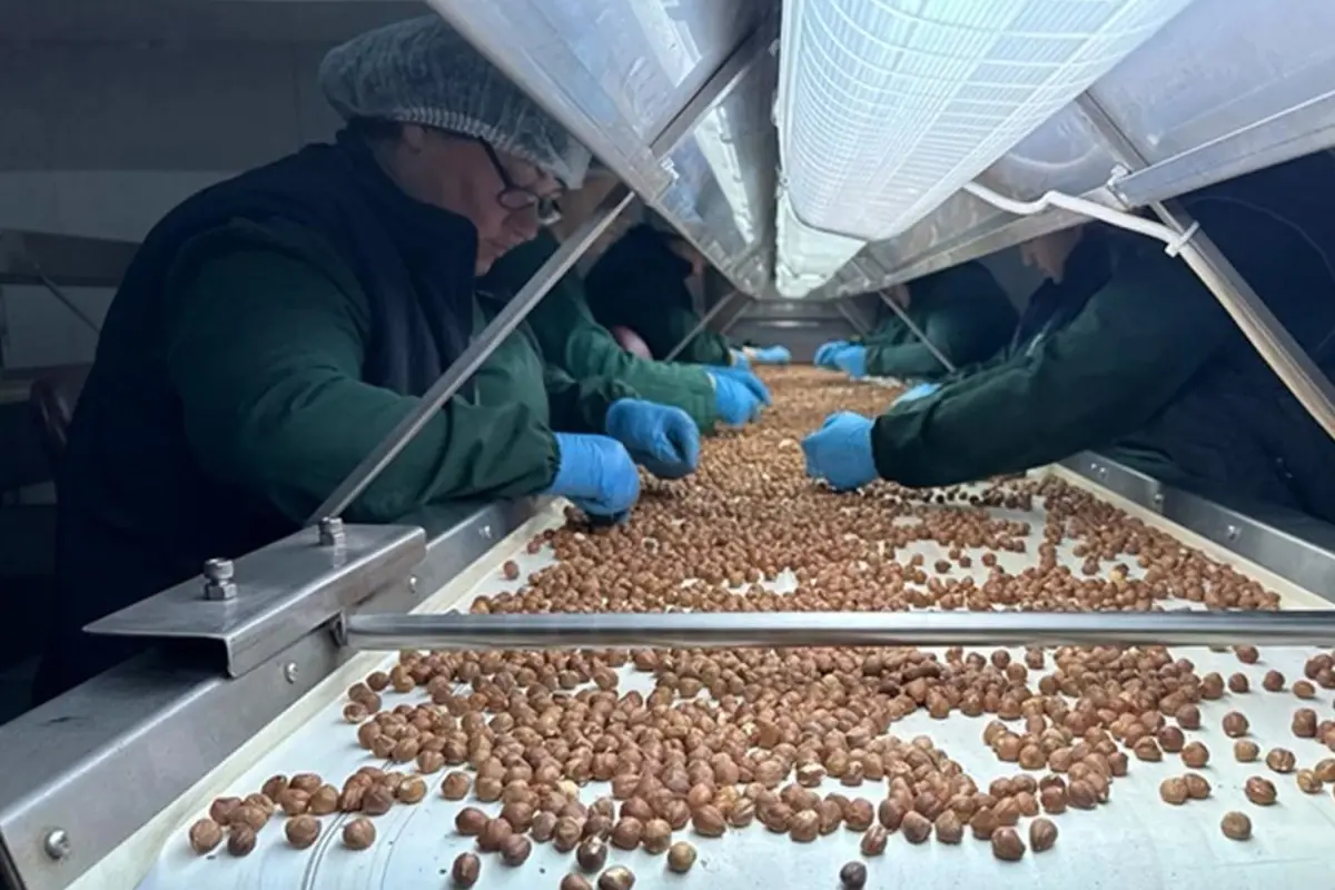 Türkiye'nin Fındık İhracatı 124 Ülkeye Ulaştı