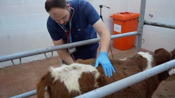 Sivas Cumhuriyet Üniversitesi Hayvan Hastanesi 7/24 Hayvan Sağlığı Hizmeti Veriyor 3713646014646576871 1491239505 | Gündem Sivas™ Haber