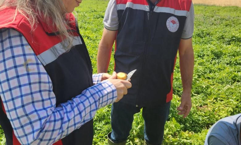 Sivas'ta Sertifikalı Tohumluk Patates Üretimi Hız Kazandı 3714824321534304102 36809639785 | Gündem Sivas™ Haber