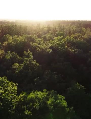 Sivas'ta Geleceğe Nefes Projesiyle Minik Eller Fidanlarla Buluştu 3717649141808140109 36809639785 | Gündem Sivas™ Haber