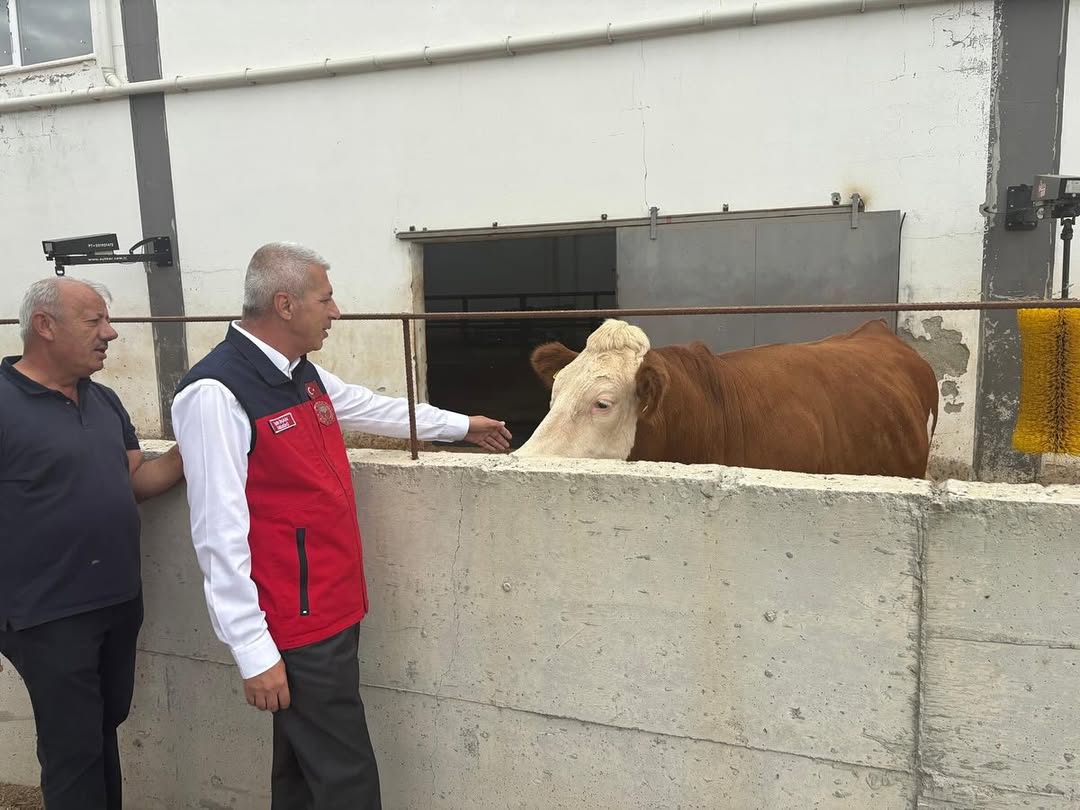Sivas İl Tarım Orman Müdürlüğü, Altınyayla'da Büyükbaş Hayvan Yetiştiriciliğini İnceledi
