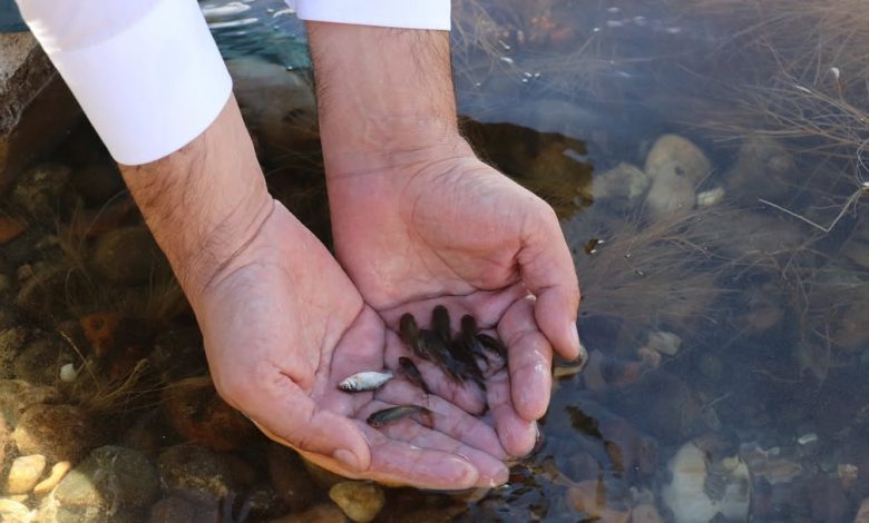 Sivas'ın Gölleri Pullu Sazan Yavrusuyla Canlandı 3720062210144789711 36809639785 | Gündem Sivas™ Haber