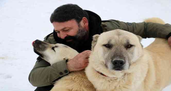 Uzman Uyardı: Kangal Köpekleri Kış Aylarında Kurt Davranışları Sergiliyor!