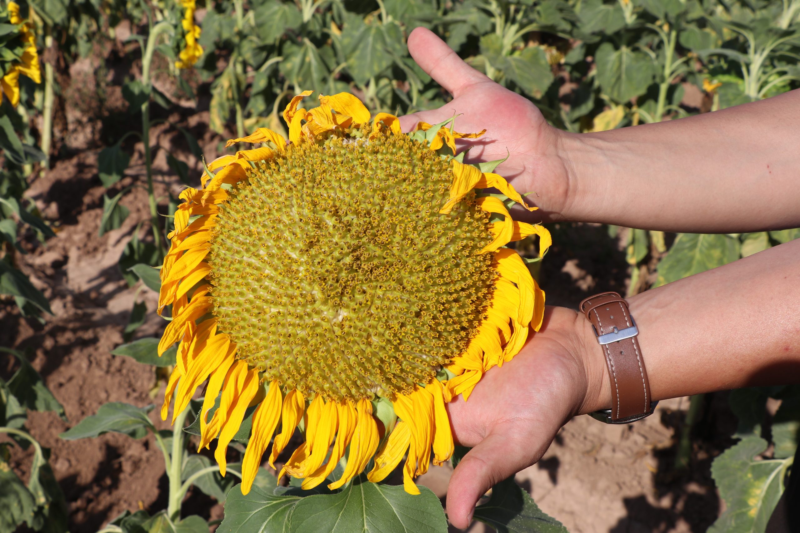 Sivas’ta Ayçiçeği Hasadı İçin Geri Sayım Başladı