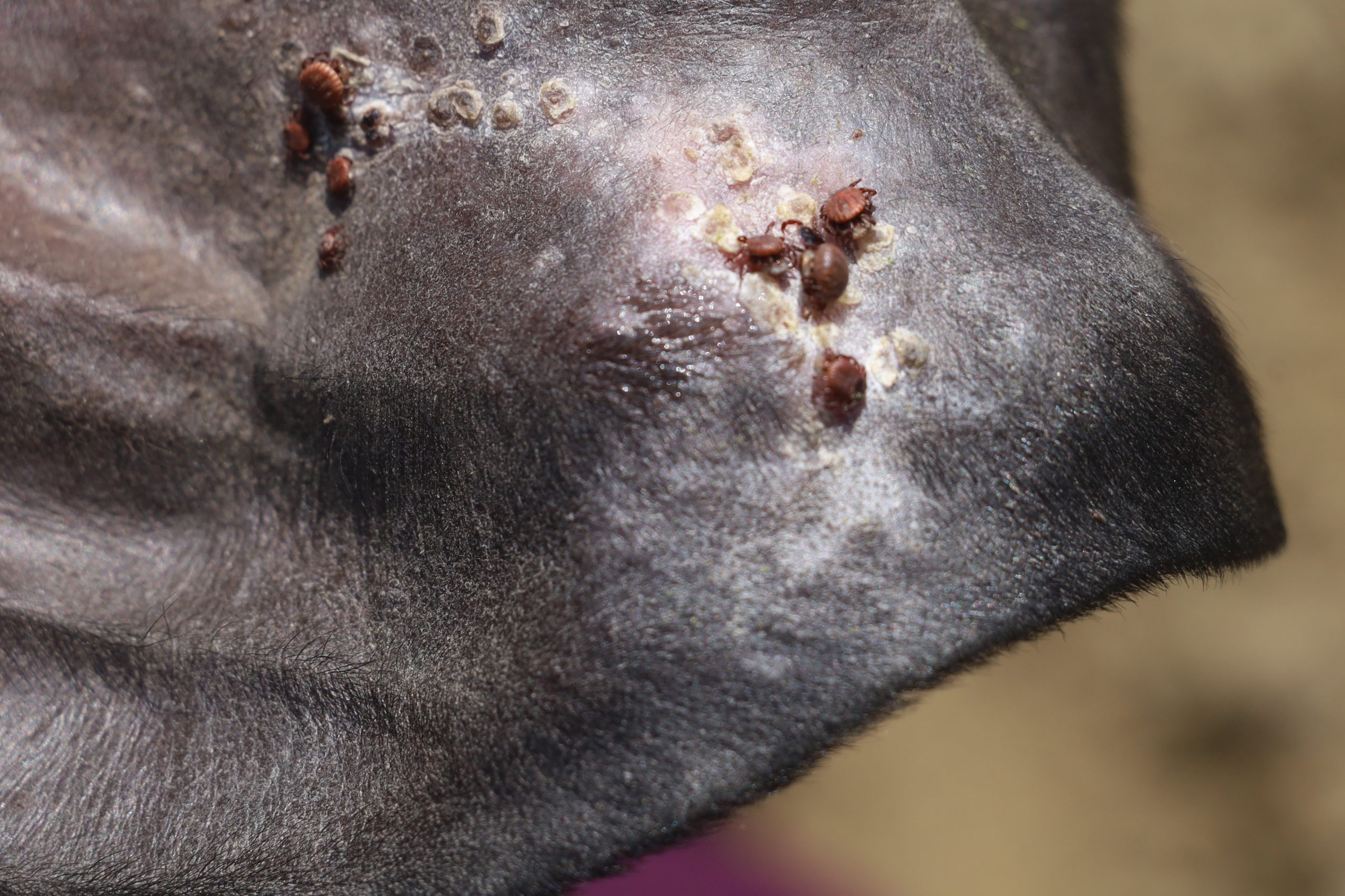 Prof. Dr. Yusuf Ziya Oğrak: “Sonbahar, Kenelerle Mücadelede En Kritik Dönem”