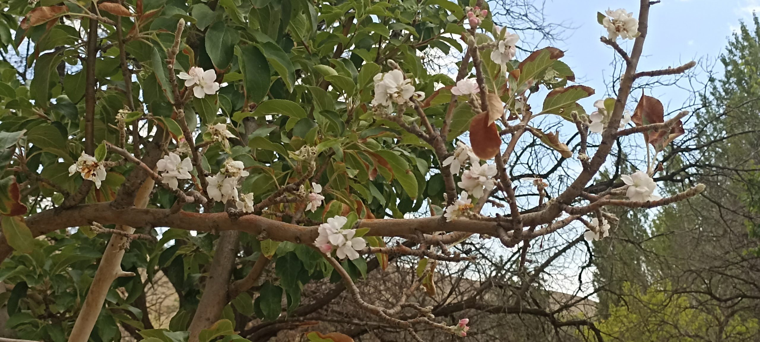 Sivas’ta Eylül Ortasında Çiçek Açan Elma Ağacı Görenleri Şaşırttı
