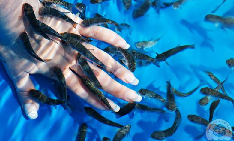 balikli kaplica 874 | Gündem Sivas™ Haber