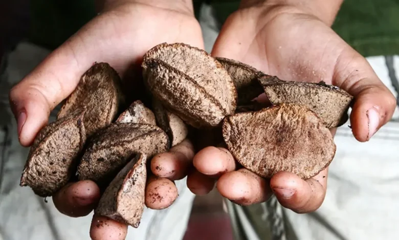 Ne ceviz, ne fındık, ne de badem! Meğer en sağlıklı kuruyemiş buymuş ne ceviz ne findik ne de badem meger en 19027096 9116 amp.jpg | Gündem Sivas™ Haber