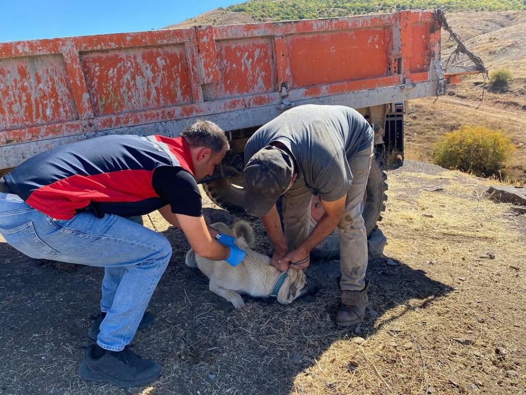 Sivas’ta Sahipli Kedi ve Köpekler İçin Kuduz Aşısı ve Mikroçip Uygulaması