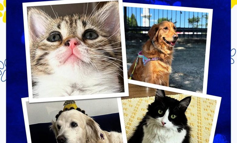 Fenerbahçe, Dünya Hayvanları Koruma Günü'nde Sessiz Dostlar İçin Mesaj Yayımladı 3735803286138930545 544022417 | Gündem Sivas™ Haber