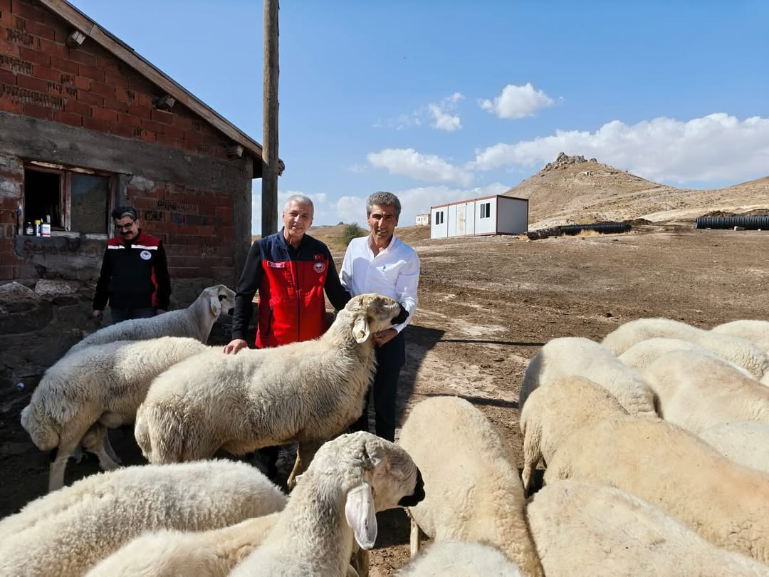 Sivas'ta Kangal Akkaraman Koyunu Islah Projesi ile Verimlilik Artıyor